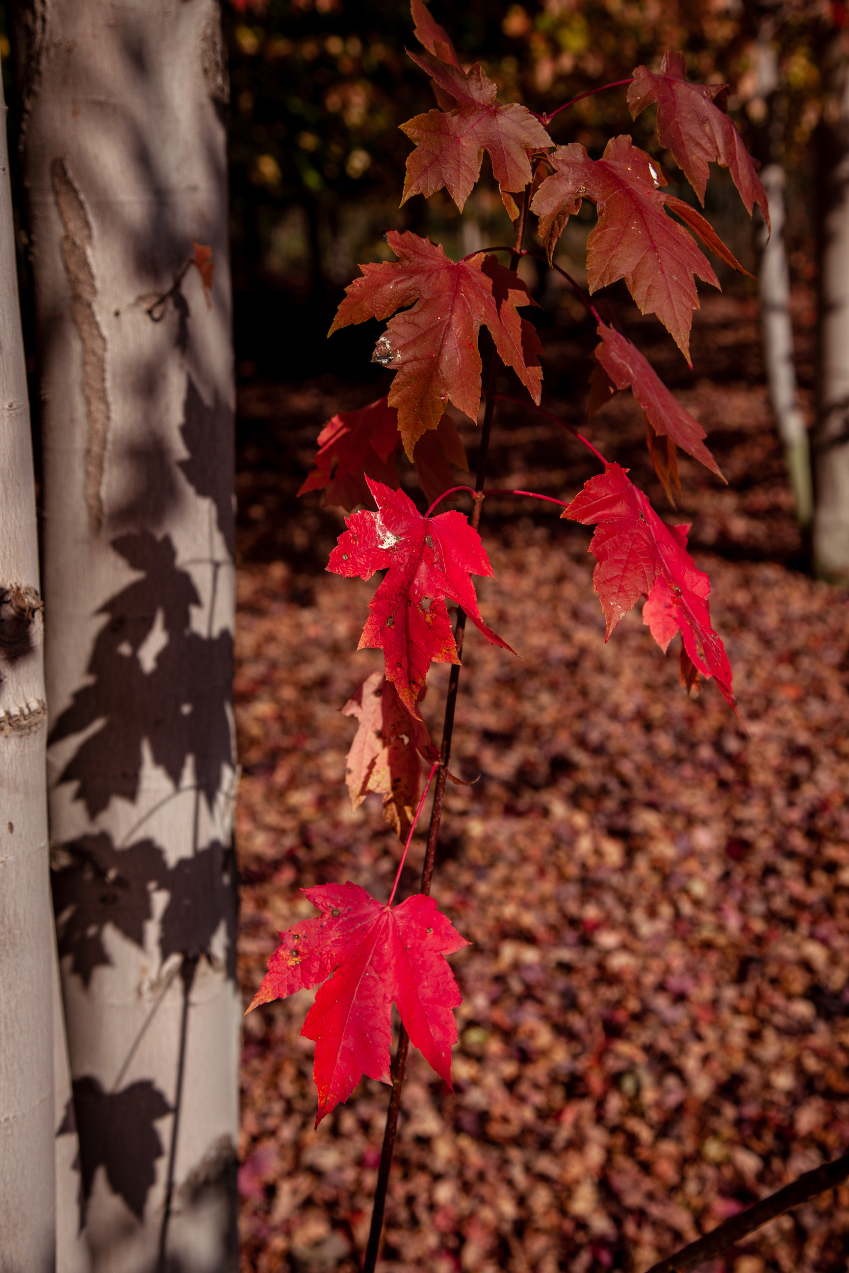 _MG_0735.jpg