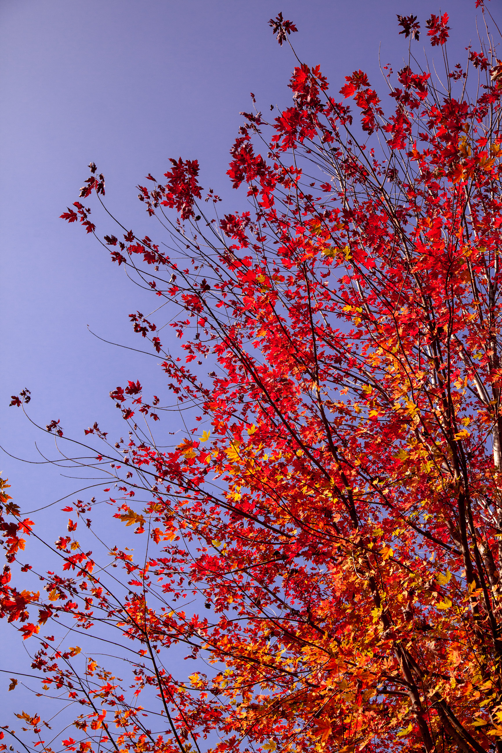 _MG_0688.jpg