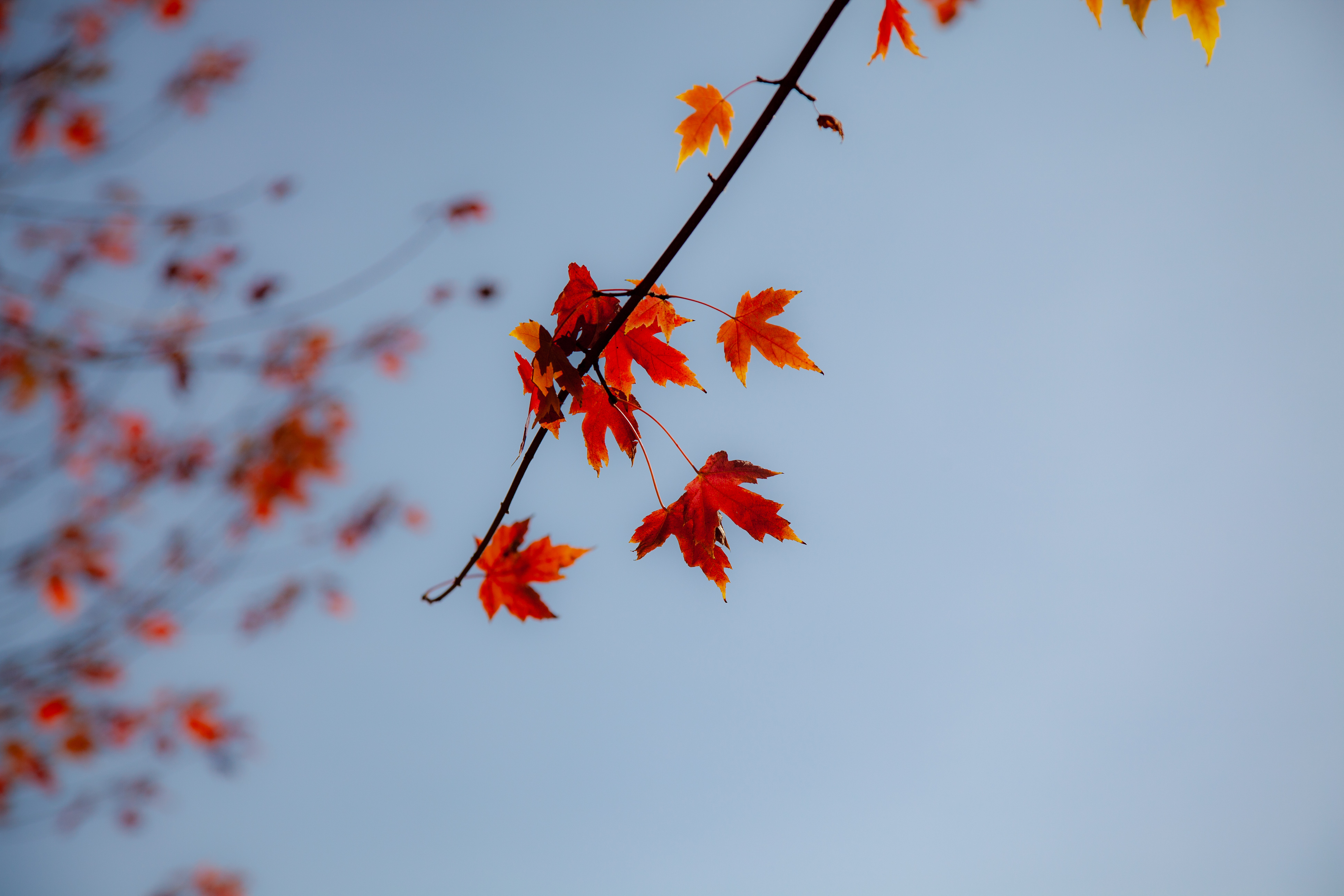 _MG_0742.jpg
