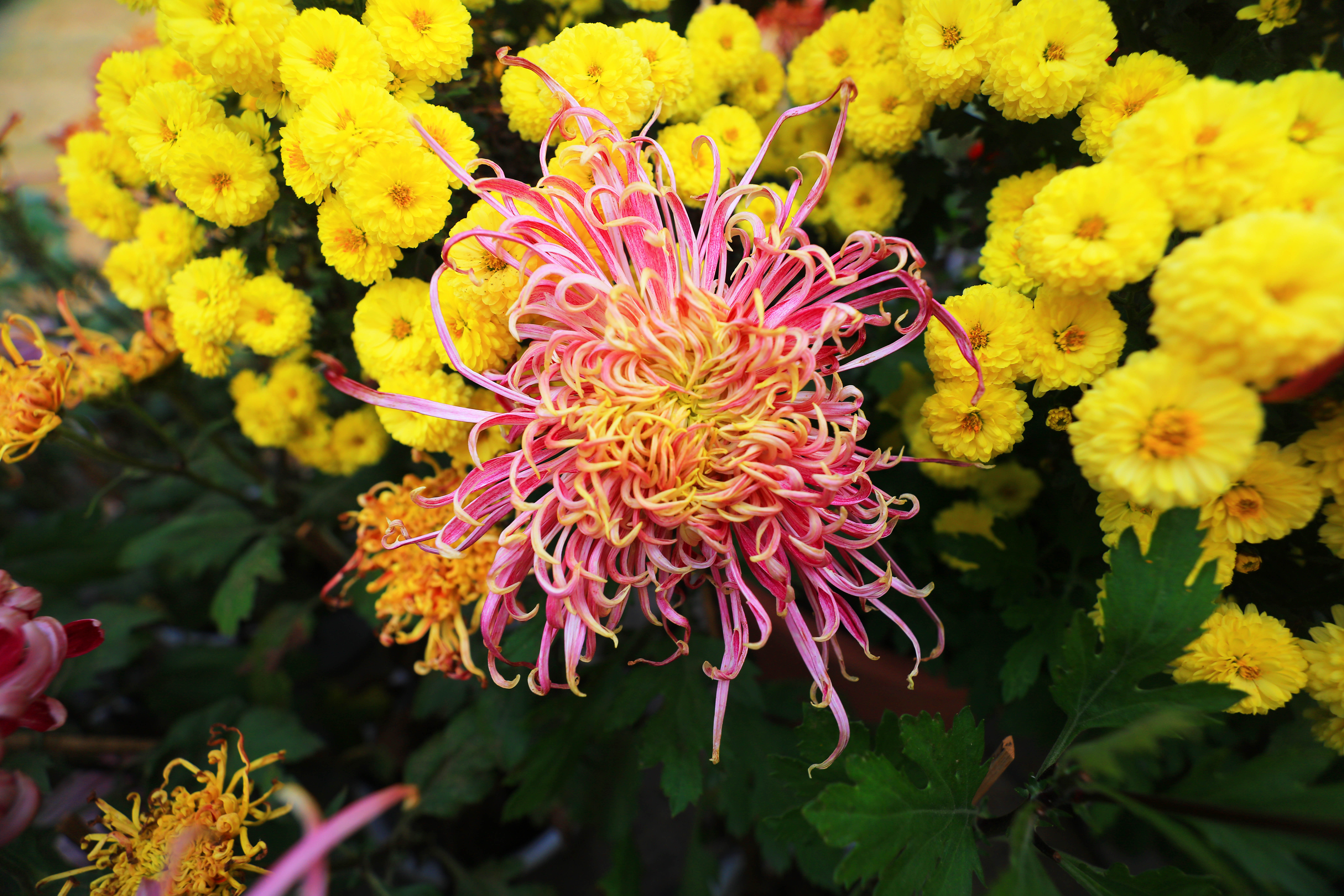 287A8203-.jpg
