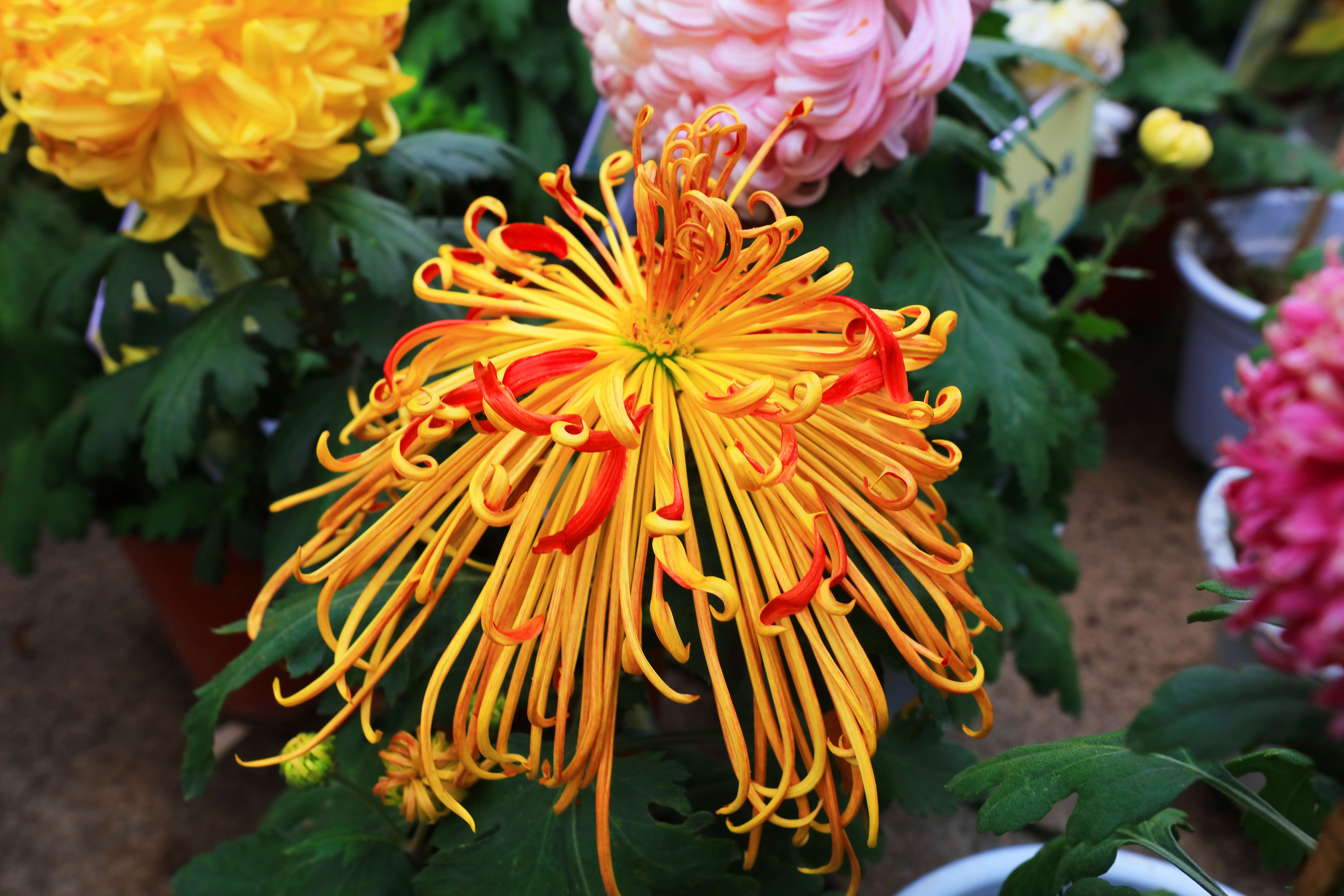 287A8227-.jpg