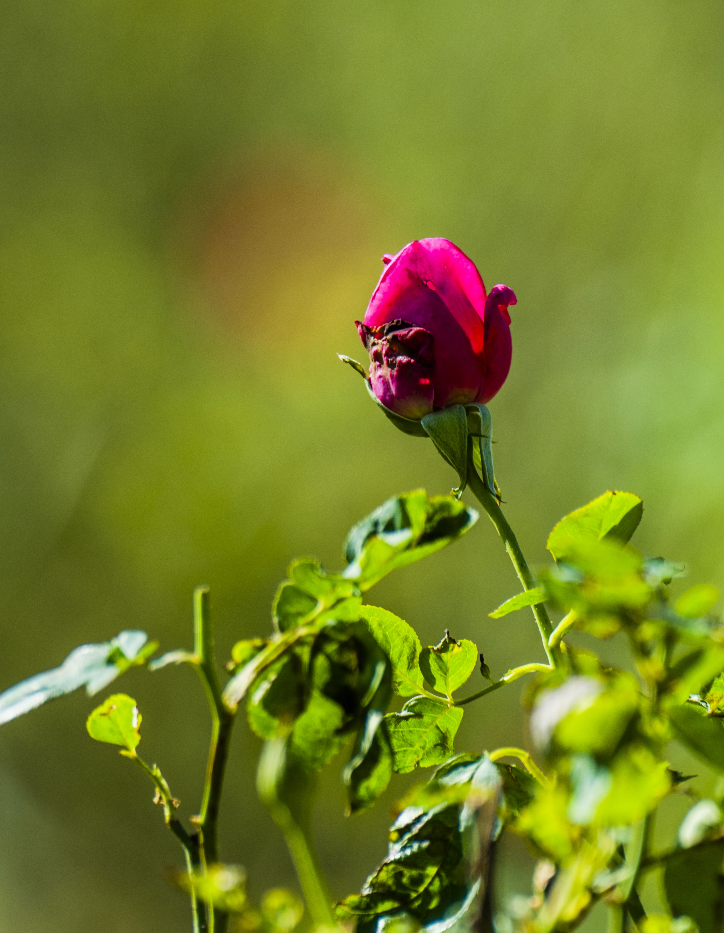 11DSC_4451.jpg