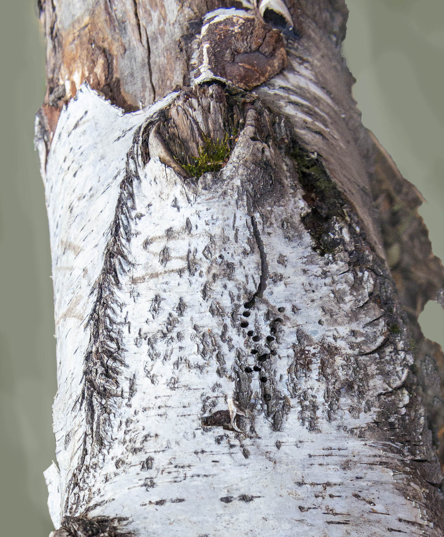 _DSC8275-1.jpg