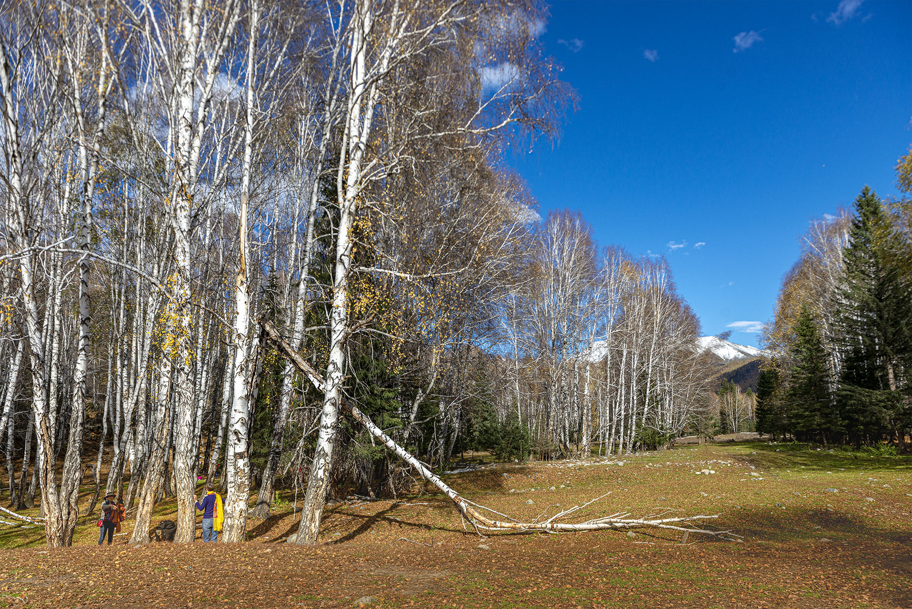 _DSC8212-1.jpg