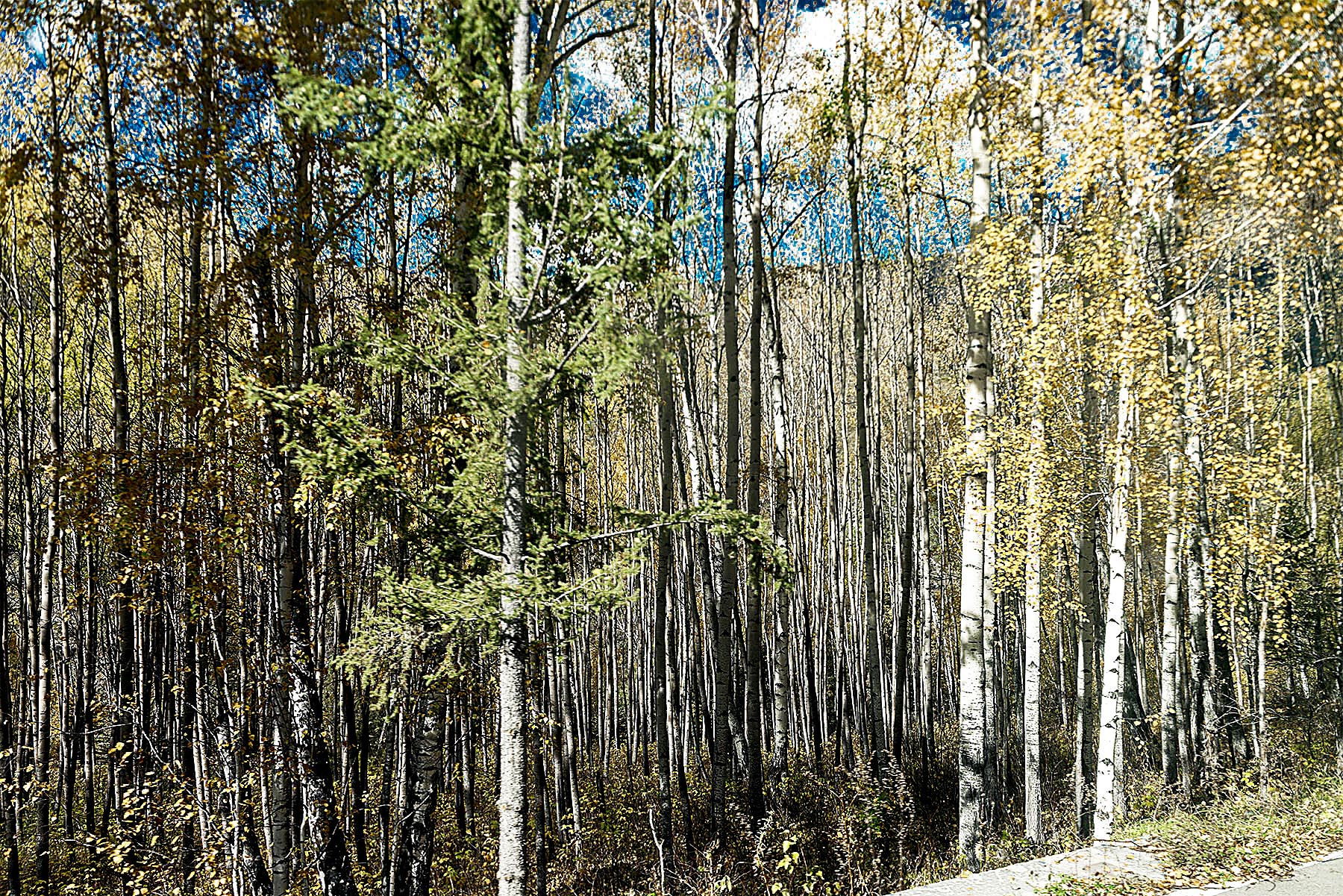 _DSC8111-1-2.jpg