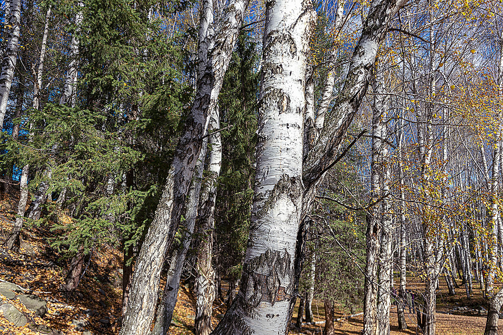 _DSC8231-1.jpg