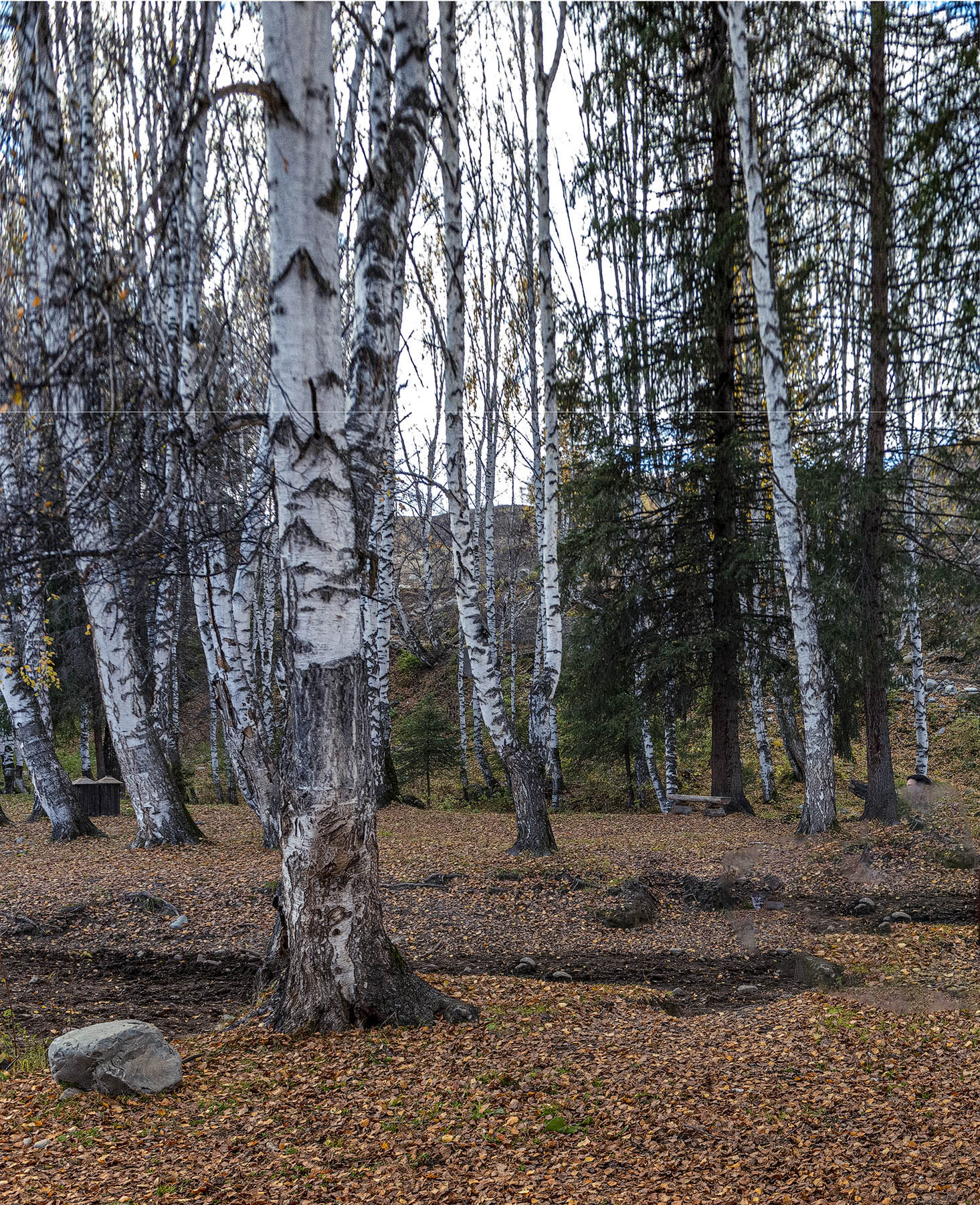 _DSC8270-1.jpg