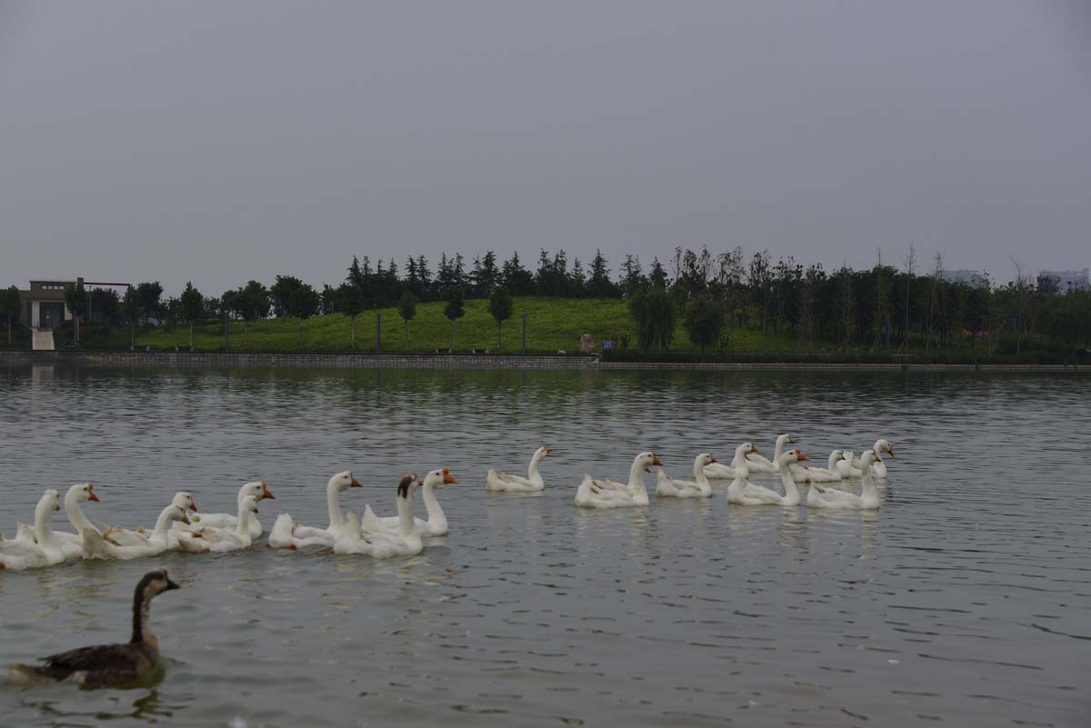 DSC_3706_副本.jpg