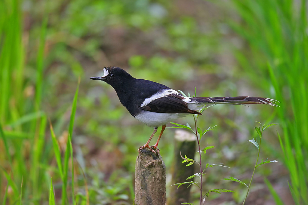 白额冠燕尾.jpg