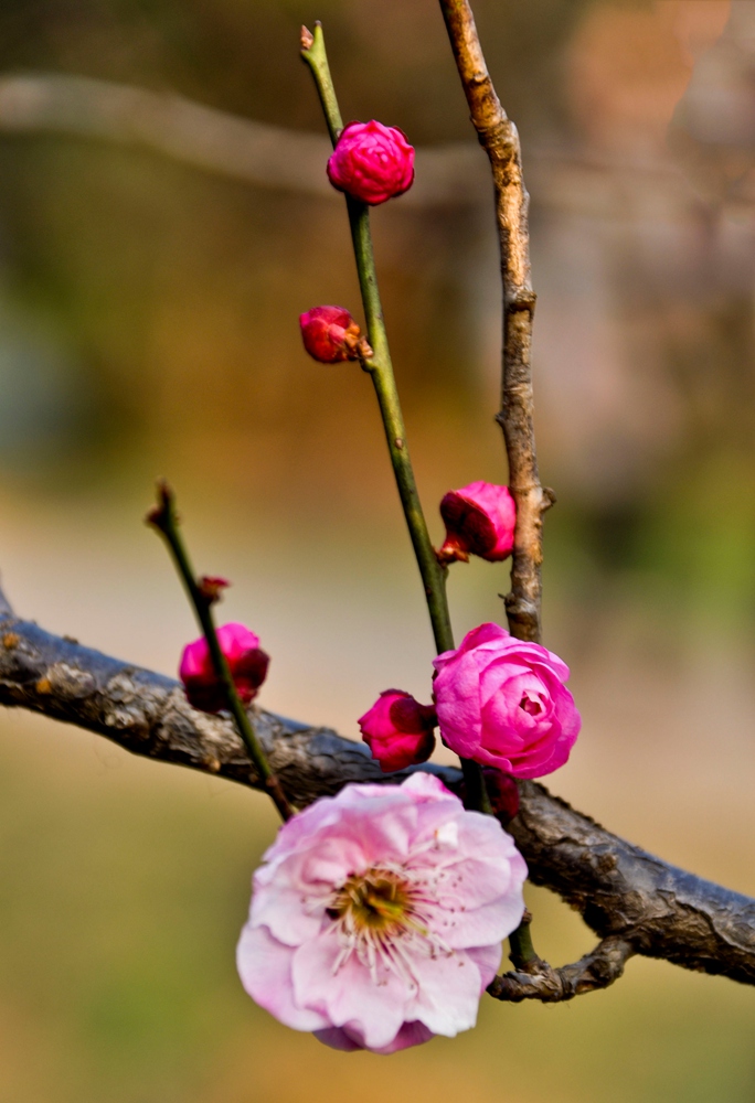 DSC_0040.JPG