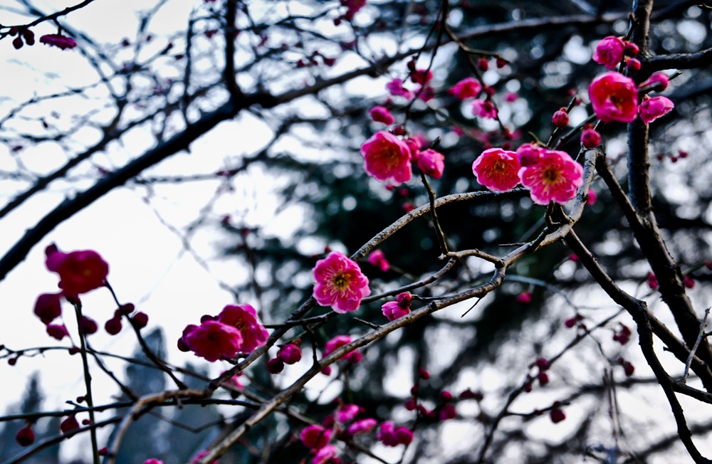 DSC_0074.JPG