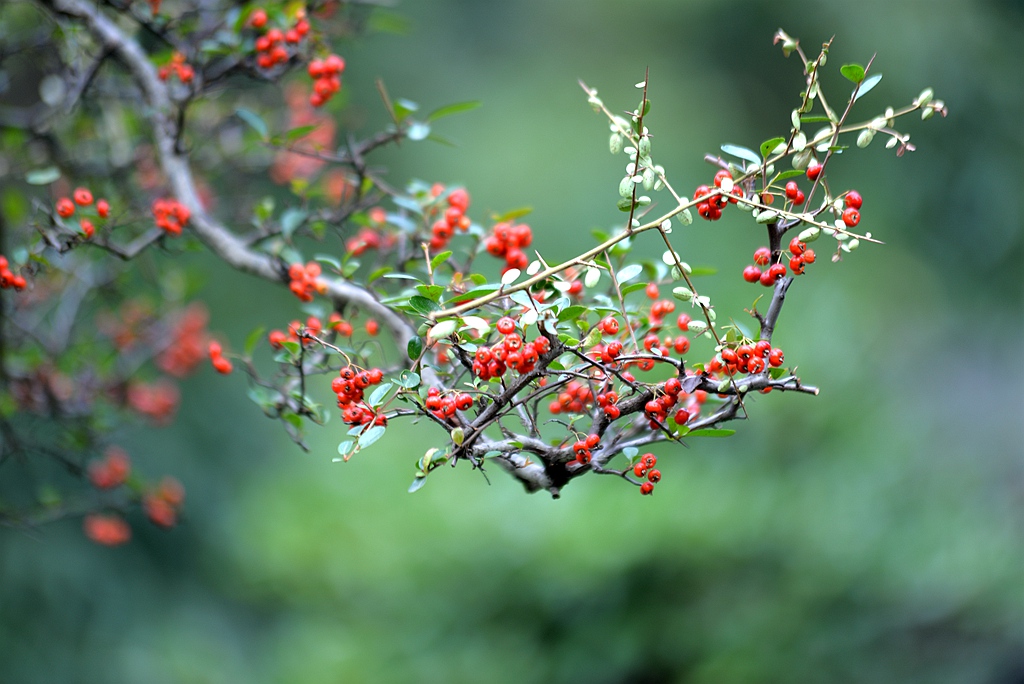 DSC_7775_副本.jpg
