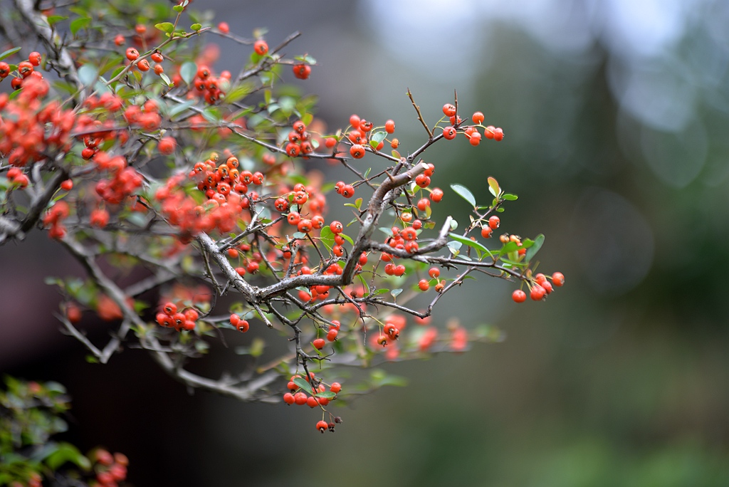 DSC_7787_副本.jpg