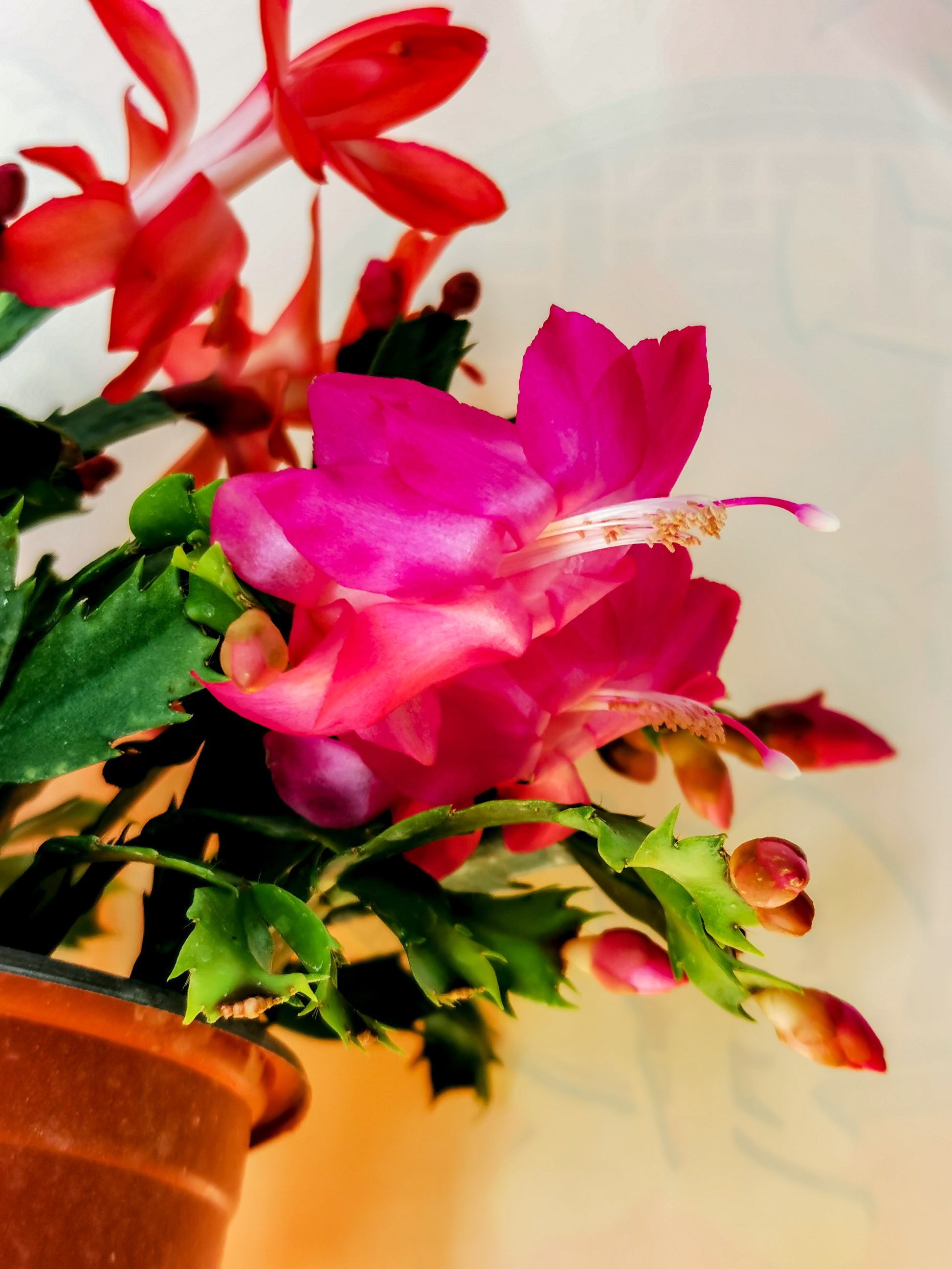 IMG_20201208_112133.jpg