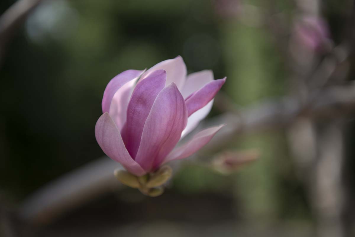 DSC_3794-副本.jpg
