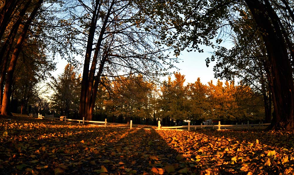 _DSC7867.JPG