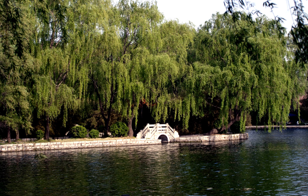 _DSF8810.JPG