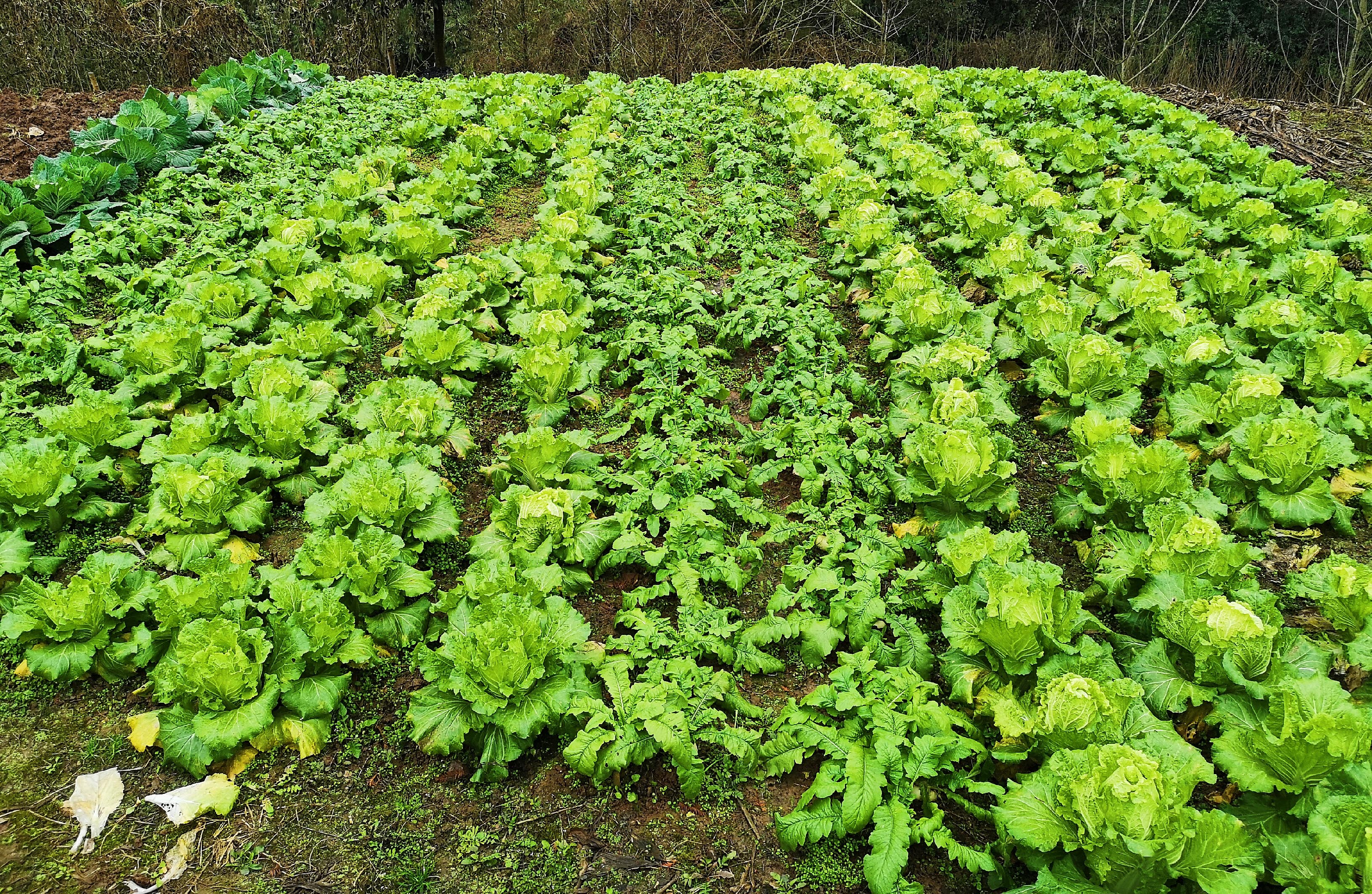 11_202012290-副本.jpg