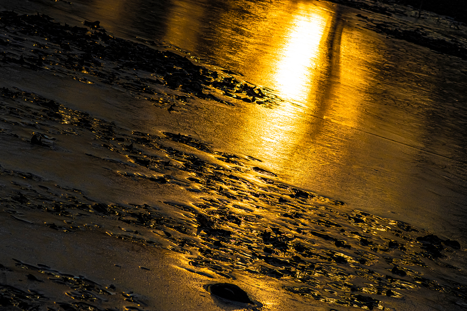 _DSC7286-1.jpg