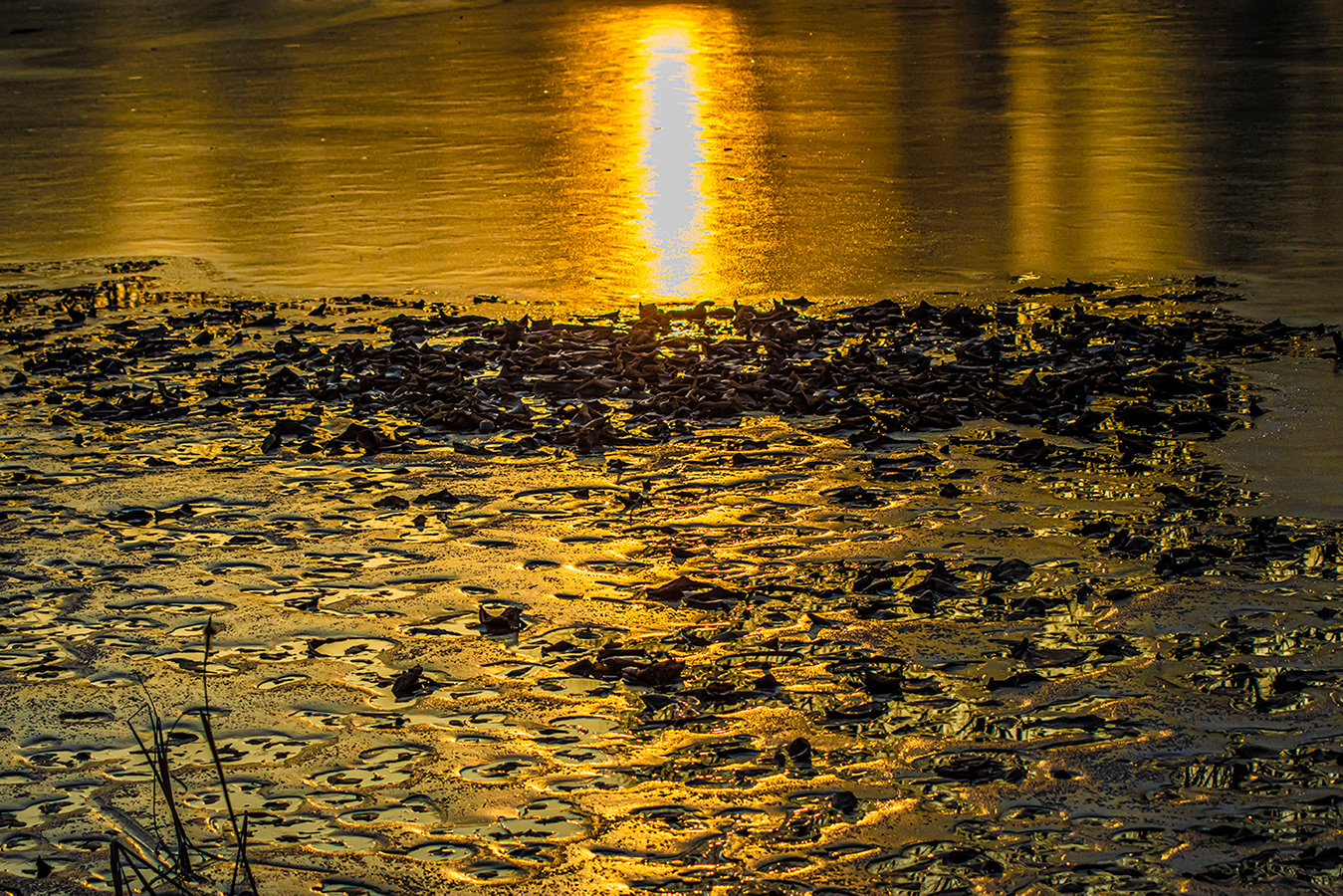 _DSC7290-1.jpg