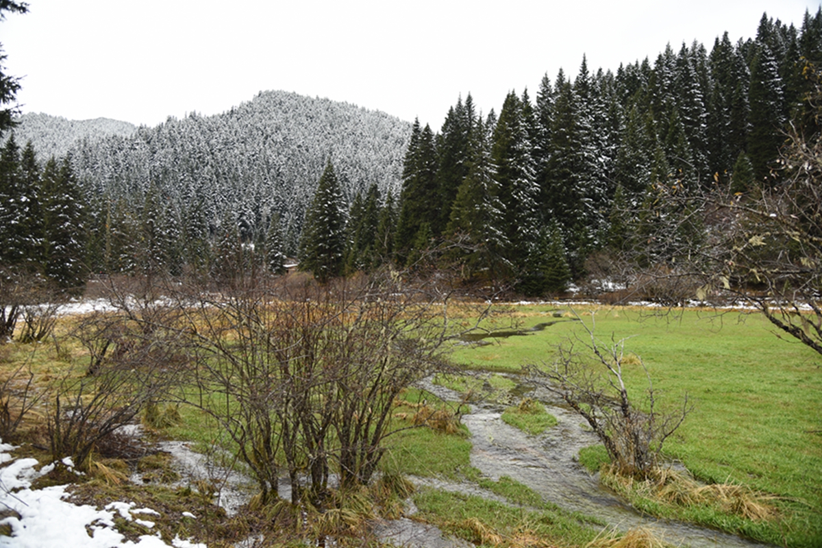 DSC_1972.jpg