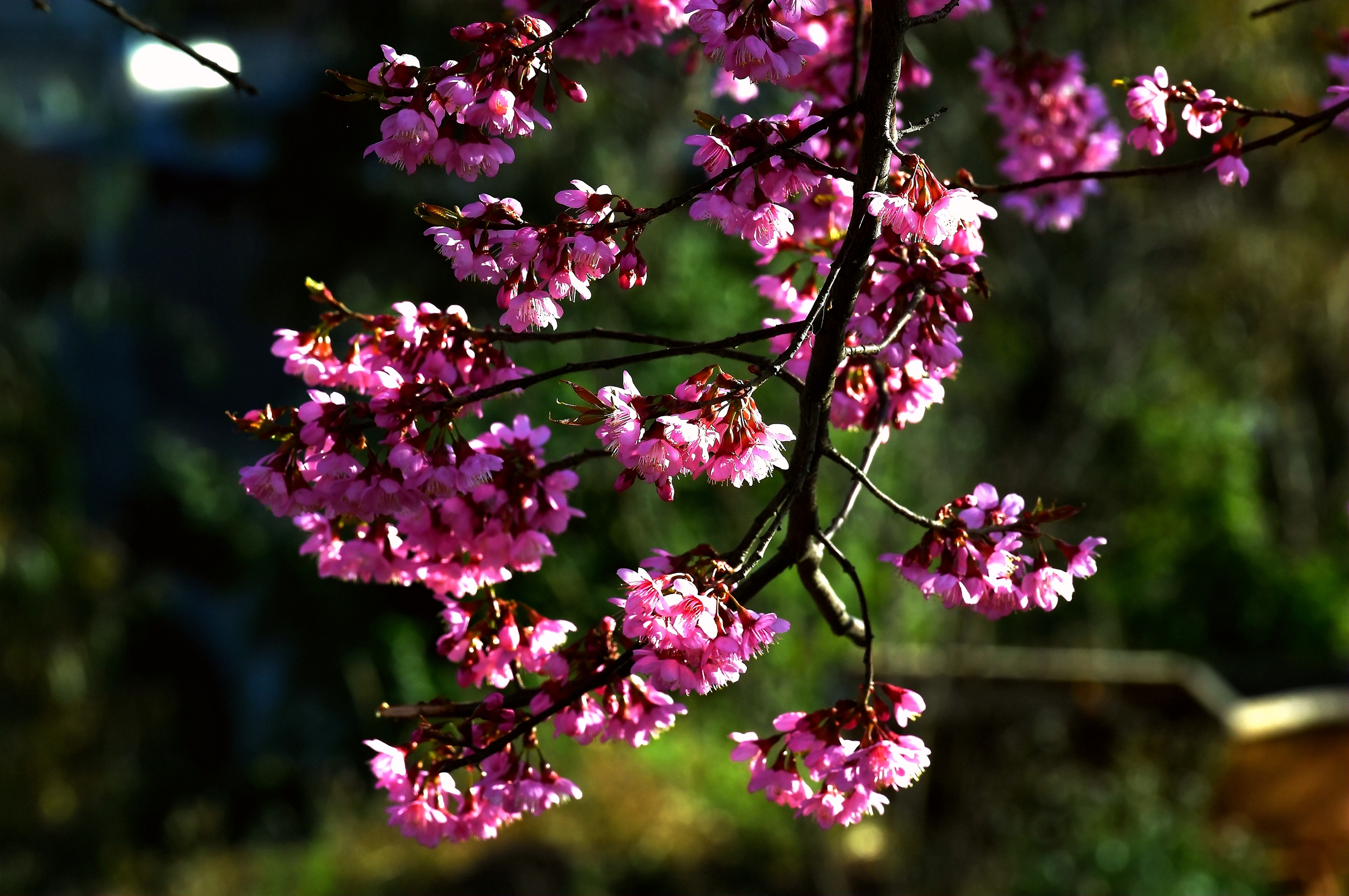 DSC_4964_副本.jpg