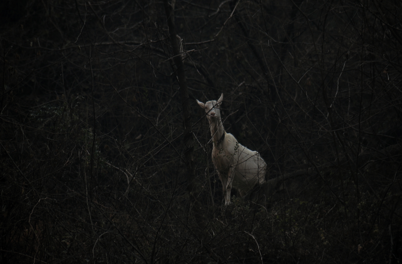 20201220132657_IMG_4132-01.jpeg