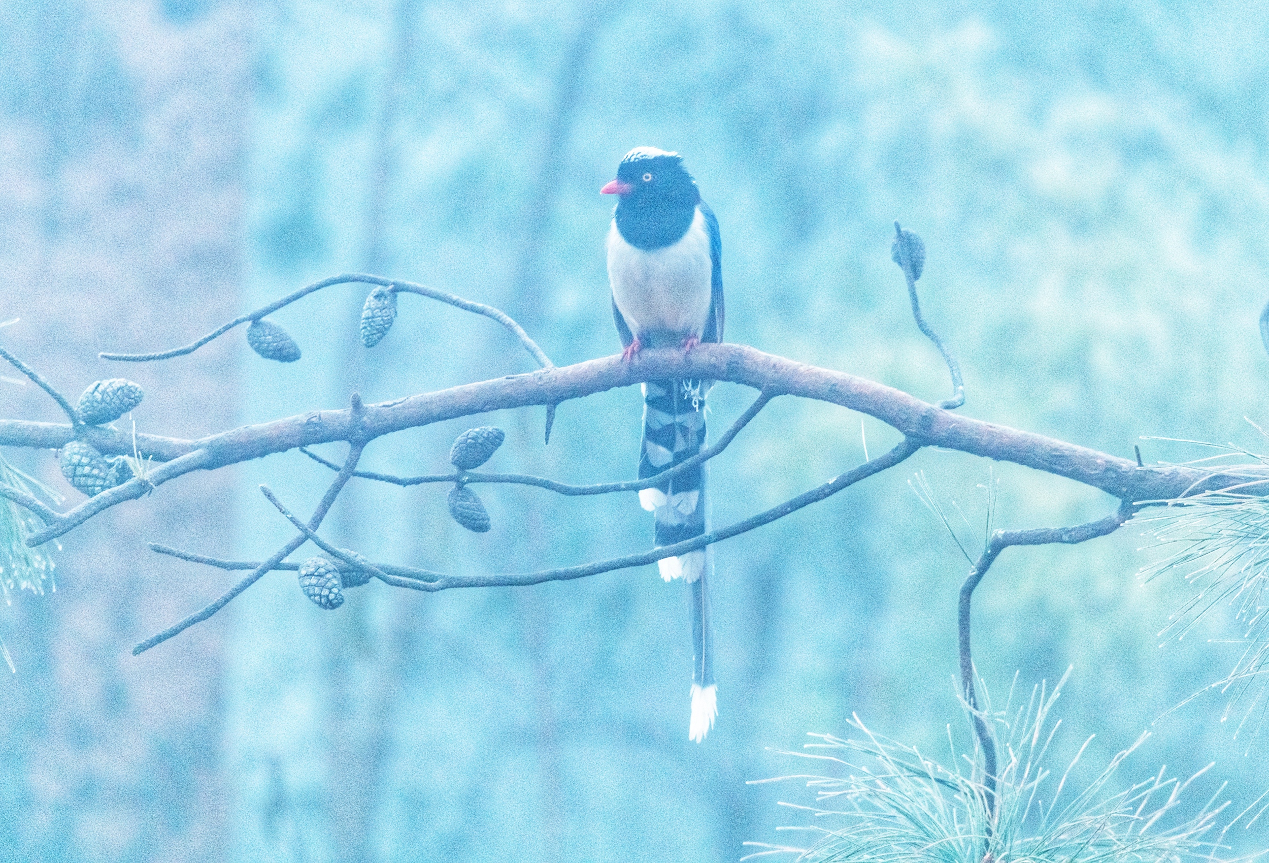 DSC_0018-01.jpeg