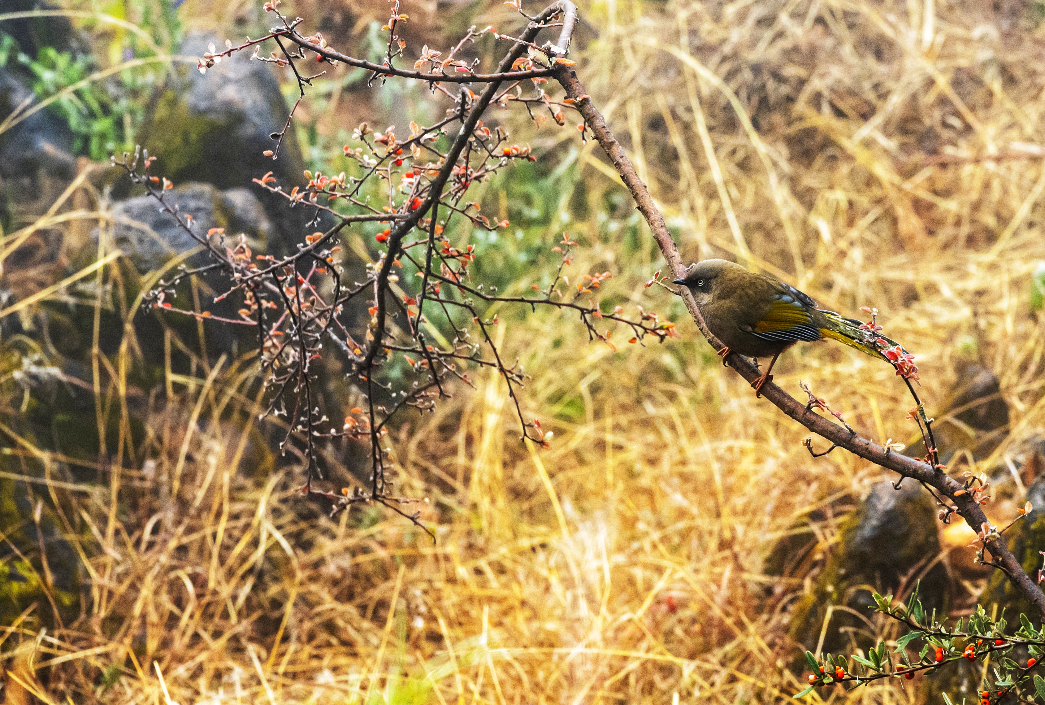 DSC_0572-01.jpeg