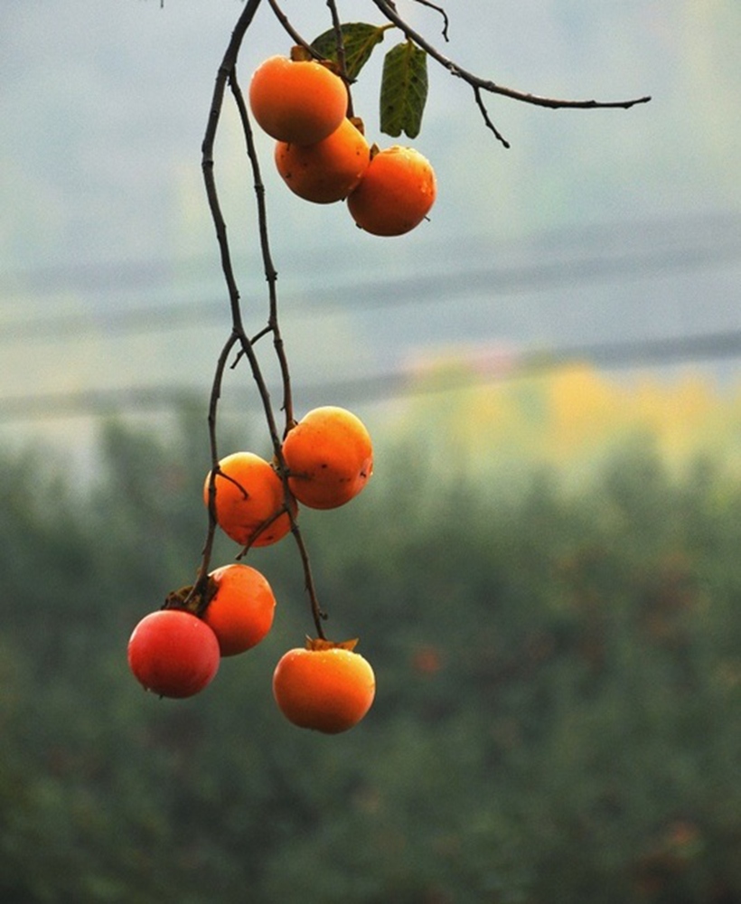 DSC_0234.JPG