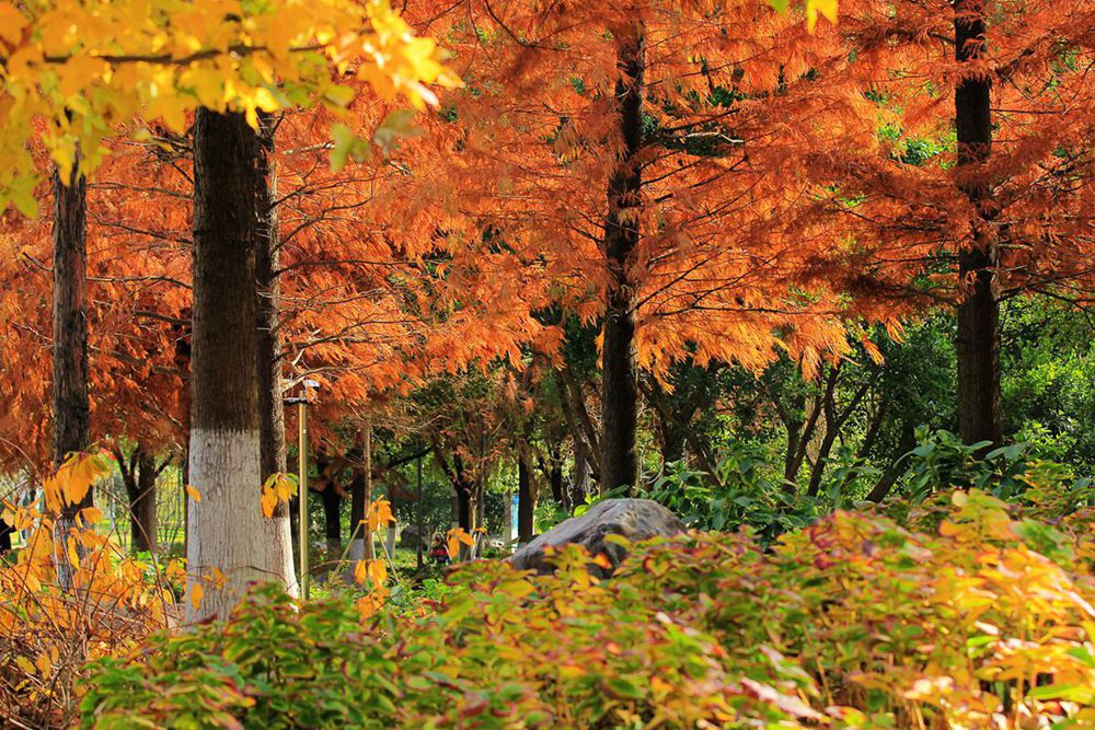 IMG_5536_副本_副本.jpg