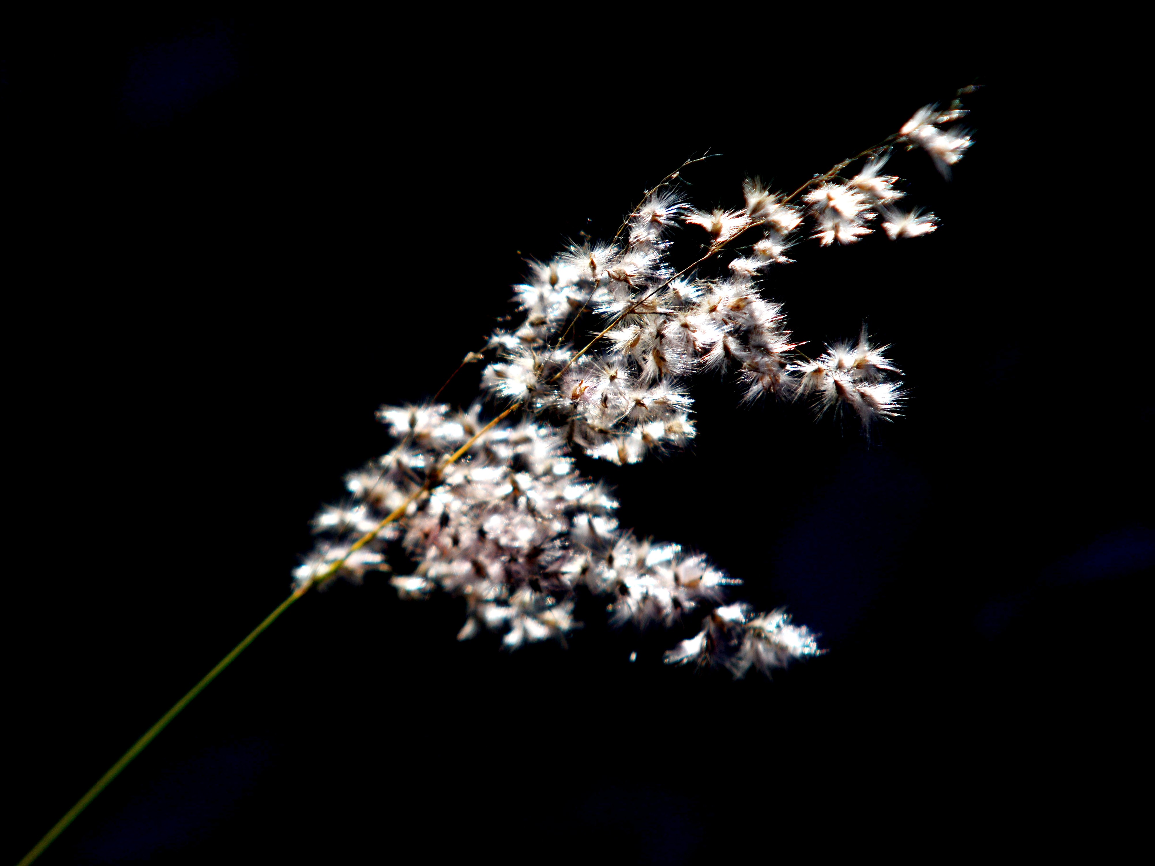 DSC_3216.jpg