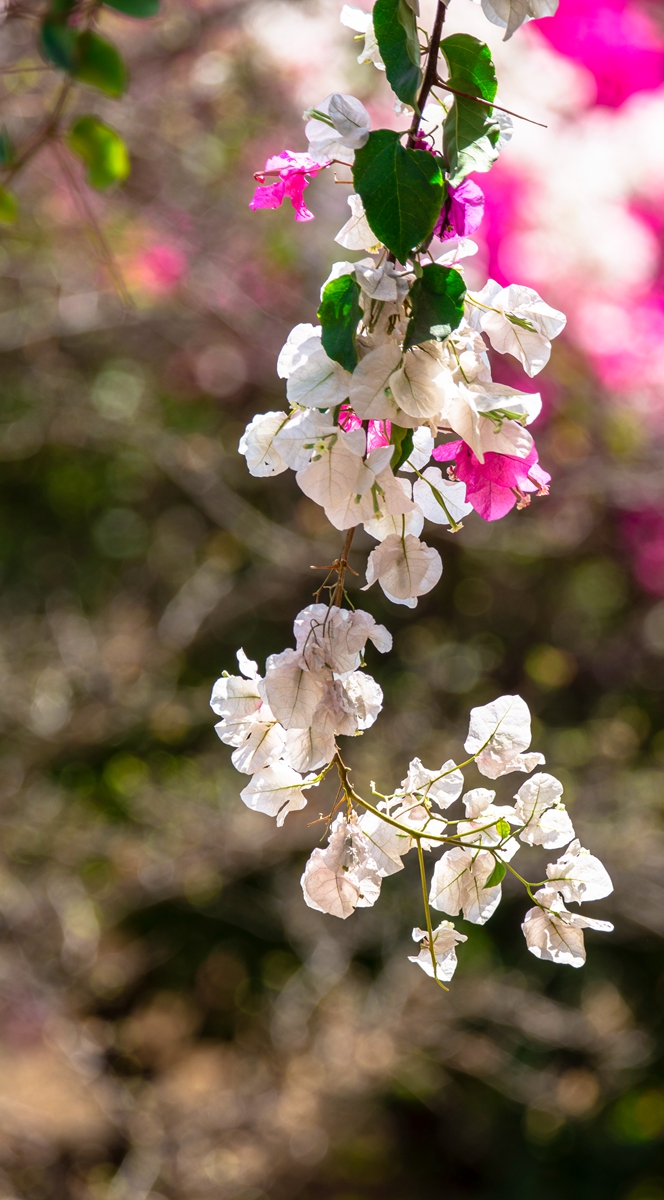 DSC_2452.jpg