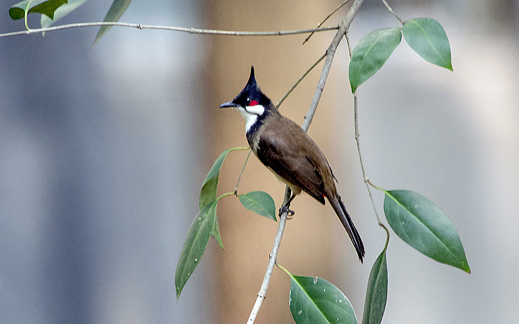 IMGP7267副本.jpg
