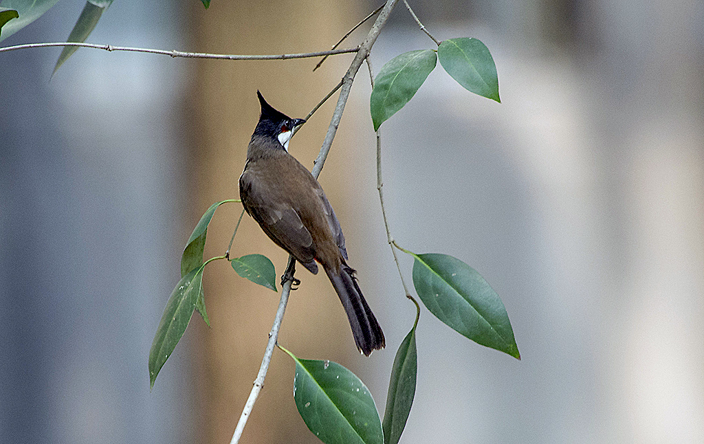 IMGP7271副本.jpg