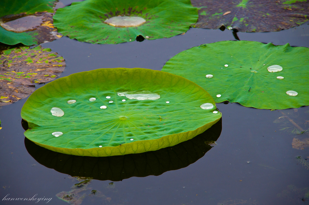 DSC_0011.jpg