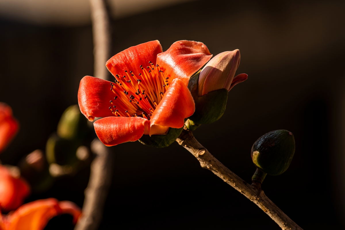 DSC_7443.jpg