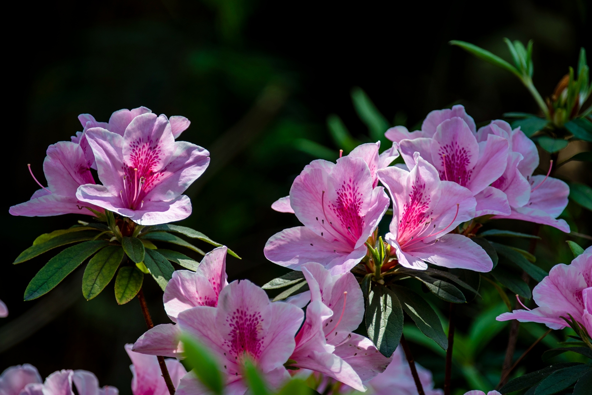 DSC_7635.jpg