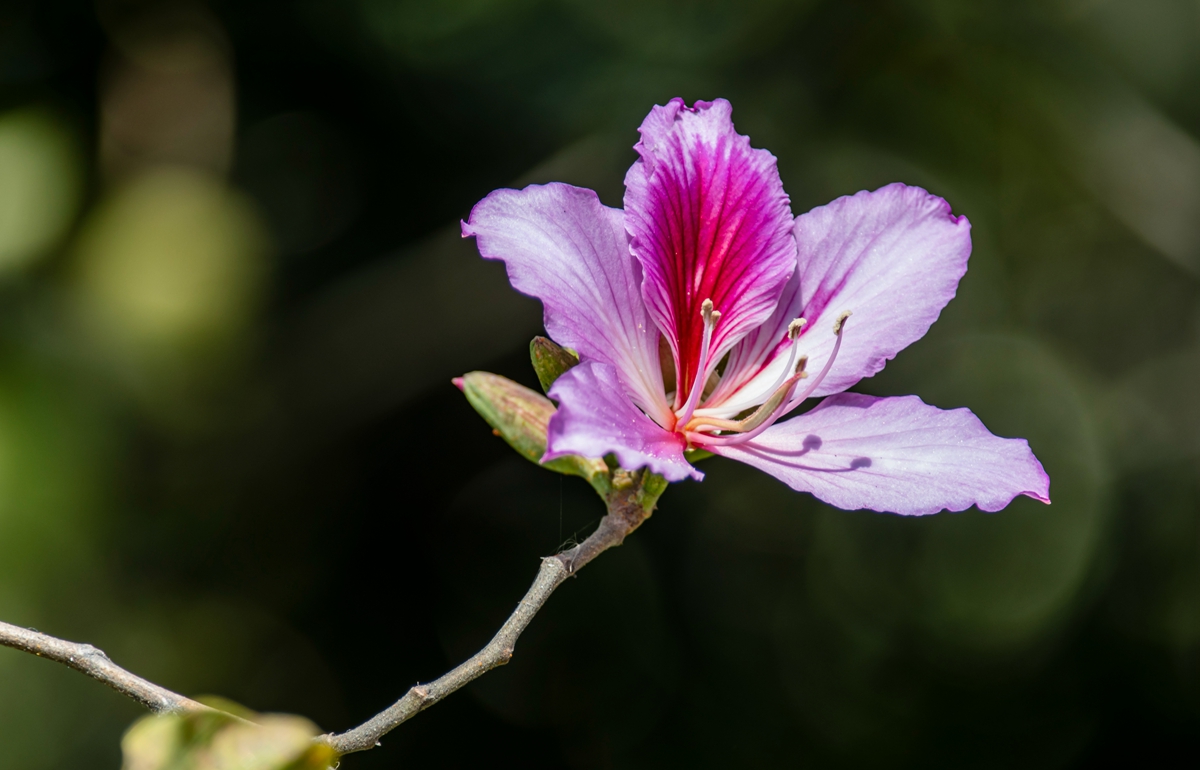 DSC_7651.jpg
