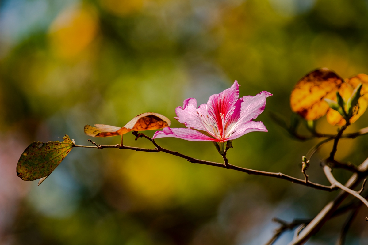 DSC_7654.jpg