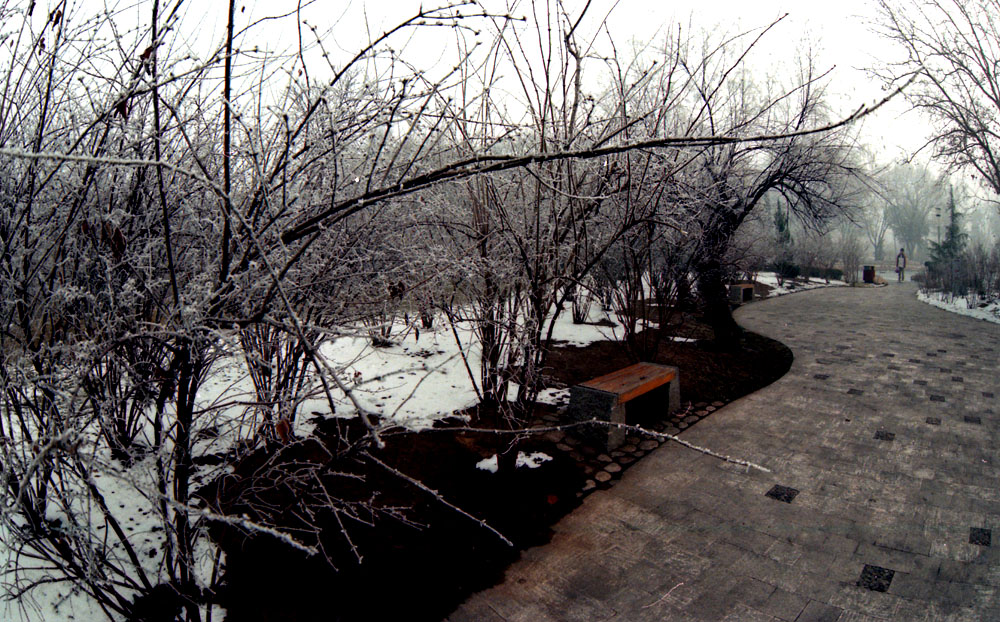 2007.1.15人民公园雾松1-副本.jpg