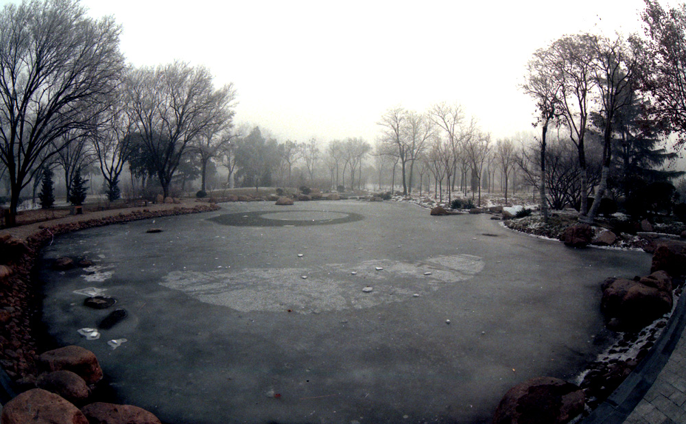 2007.1.15人民公园雾松3.jpg