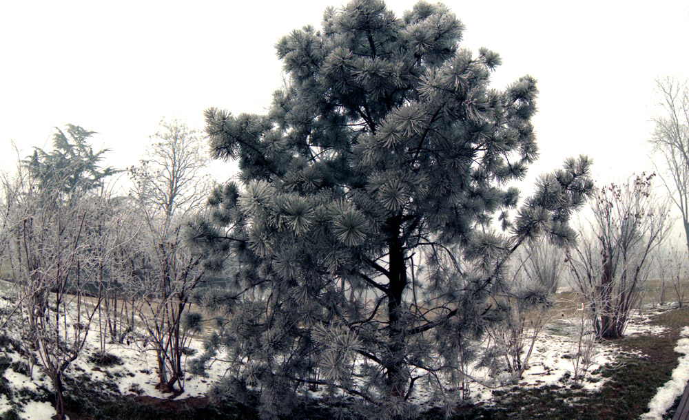 2007.1.15人民公园雾松7.jpg