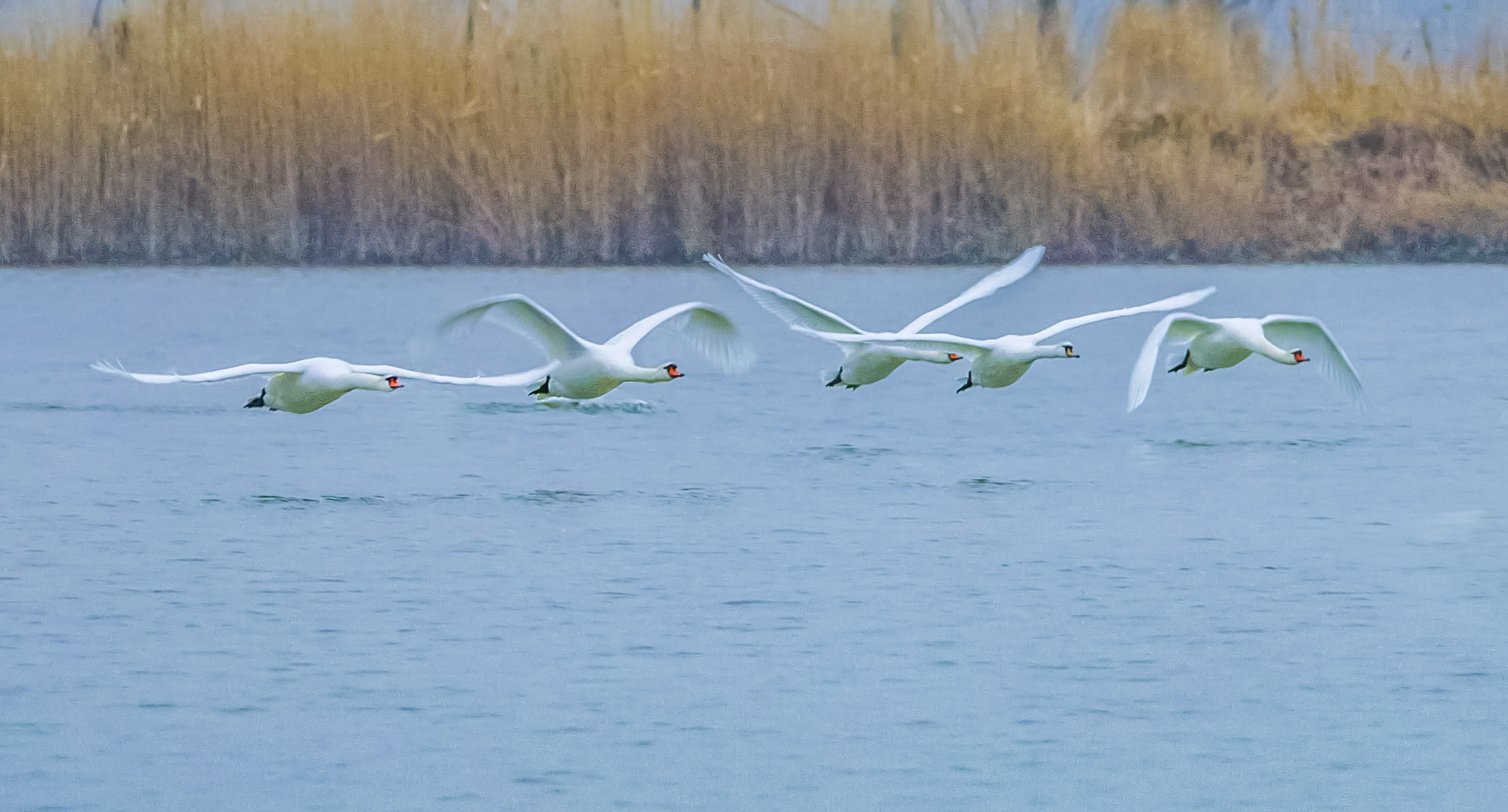 _MG_2863.jpg