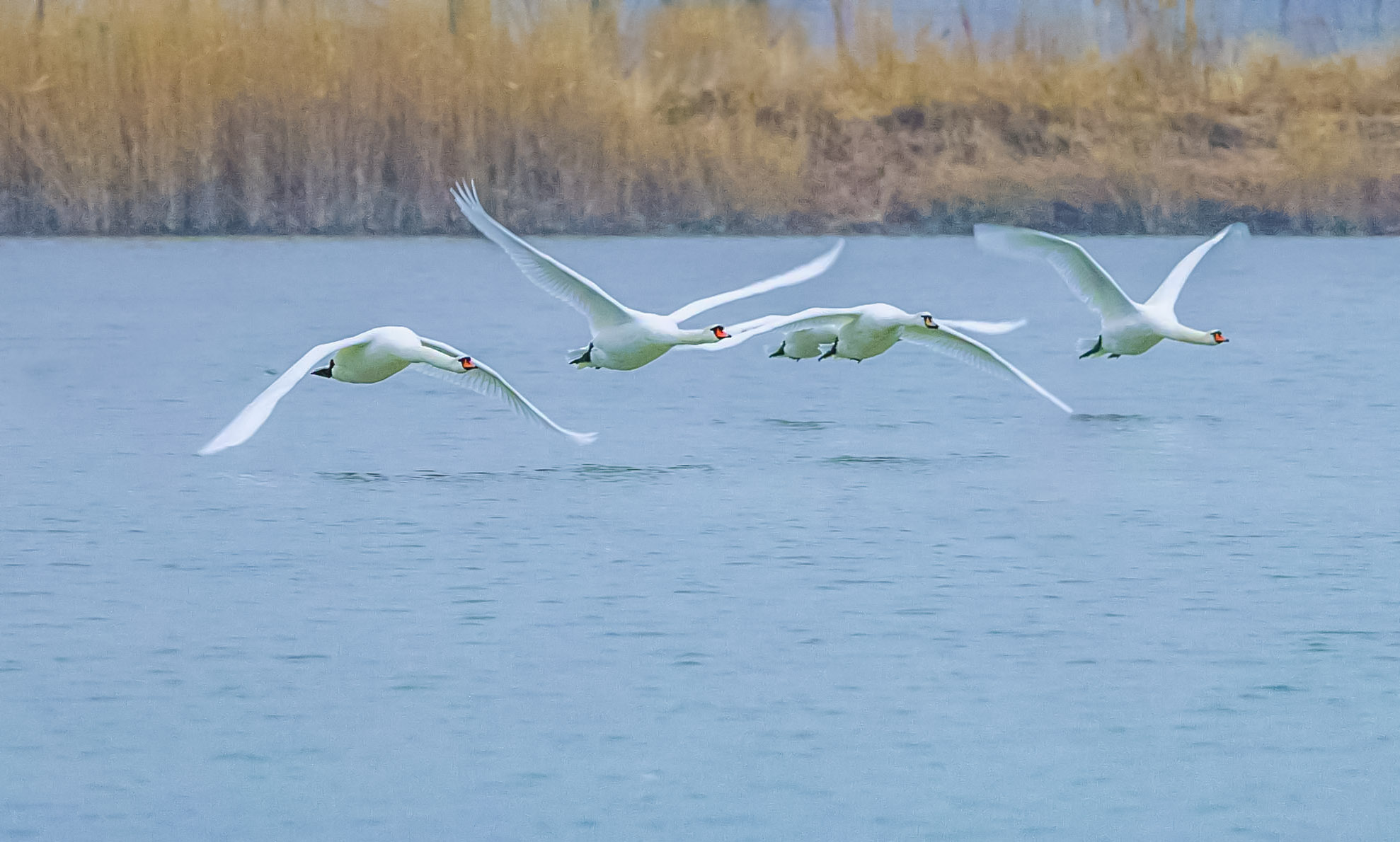 _MG_2865.jpg