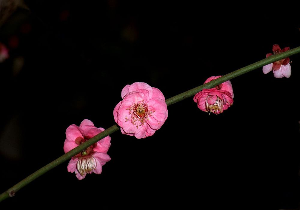 DSCF5332_副本_副本.jpg
