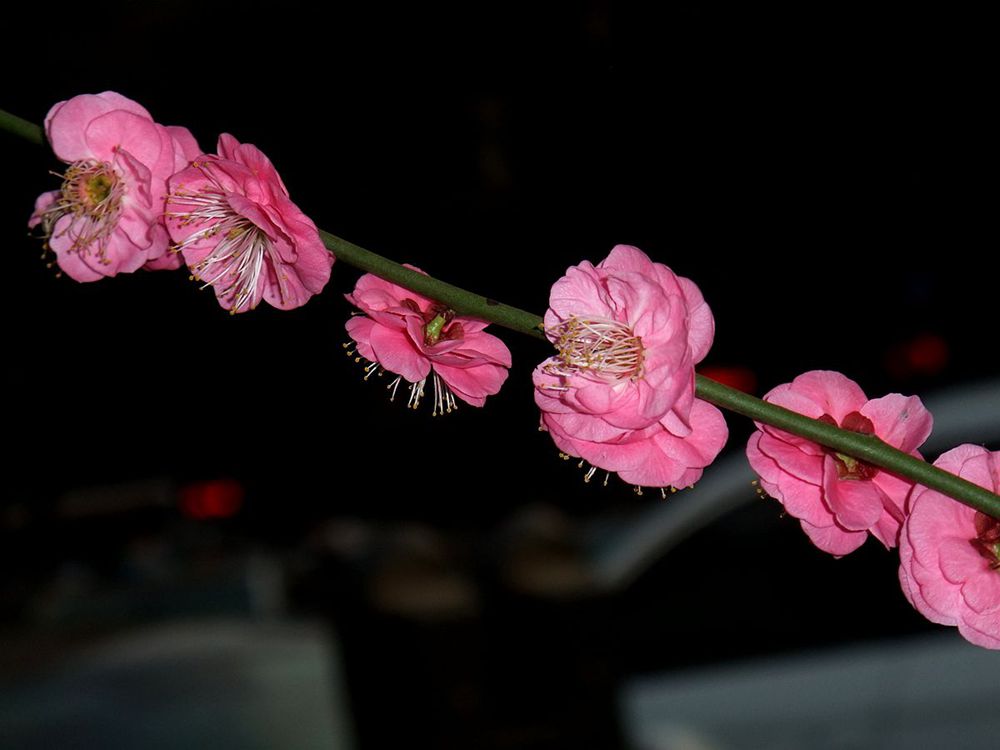 DSCF5340_副本_副本.jpg