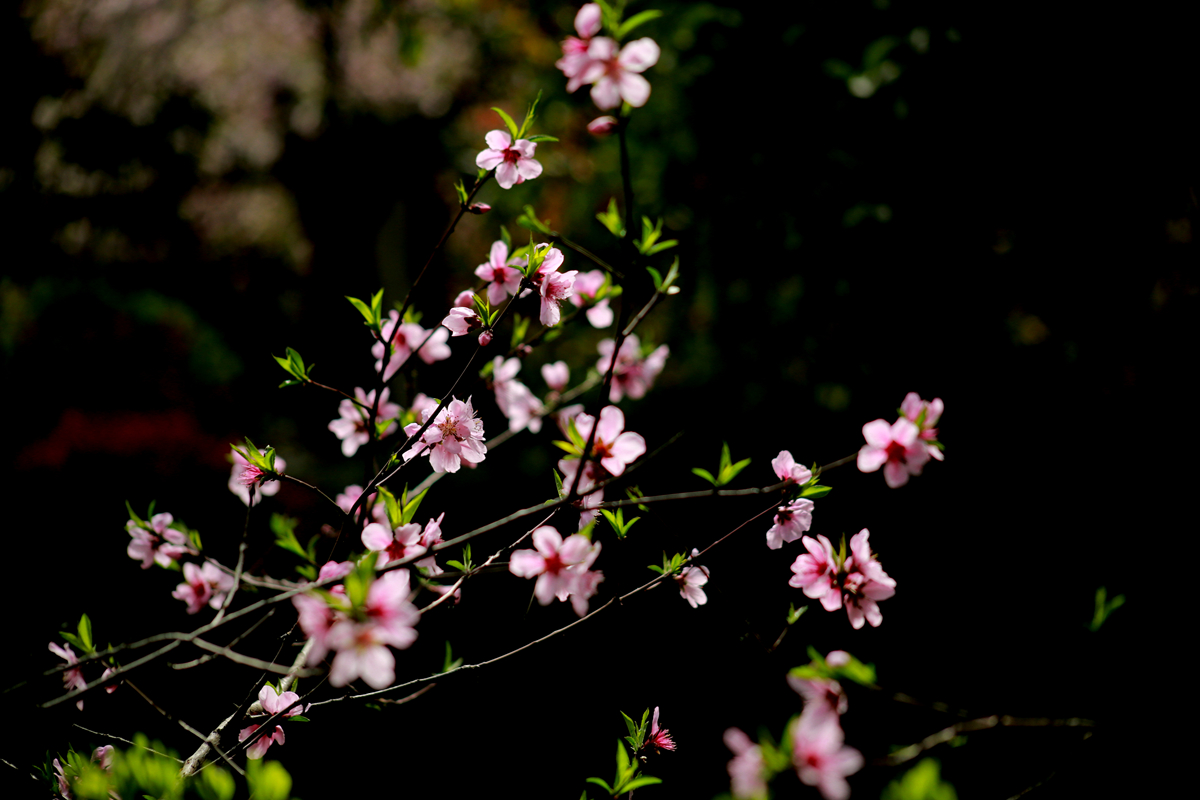 FU2A0517.JPG