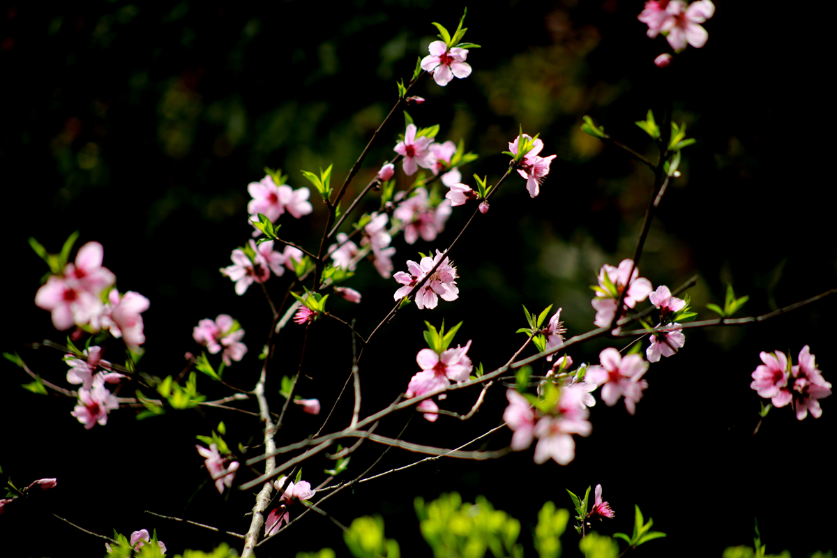 FU2A0520.JPG