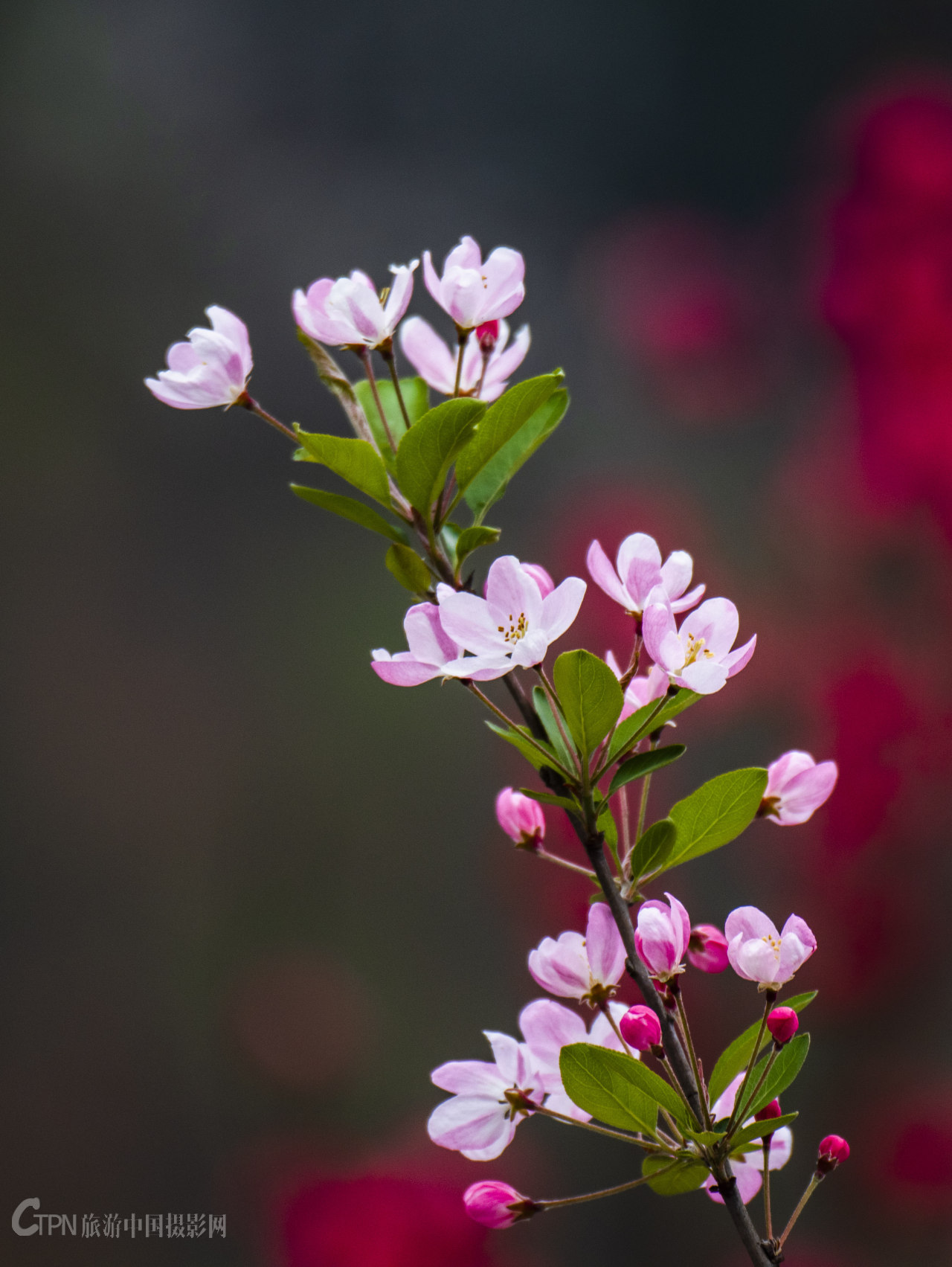 红棠梨花图片图片